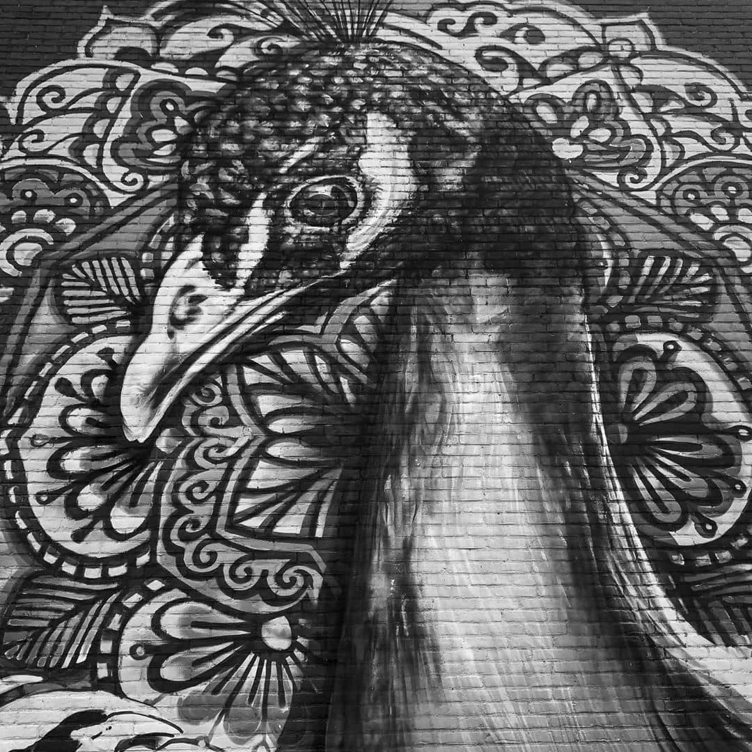 Peacock in black and white