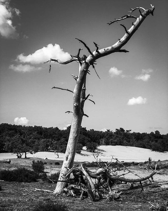 Cloud on a branch